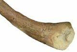 Juvenile Dinosaur (Thescelosaurus) Humerus Bone - Montana #183998-4